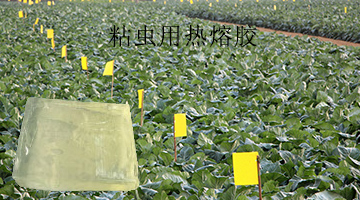 粘蟲用熱熔膠