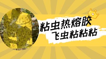 粘蟲膠