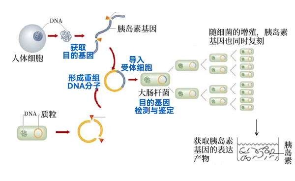 將人胰島素基因轉(zhuǎn)入大腸桿菌 將人胰島素基因轉(zhuǎn)入大腸桿菌
