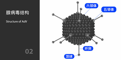 腺病毒結(jié)構(gòu) 腺病毒結(jié)構(gòu)