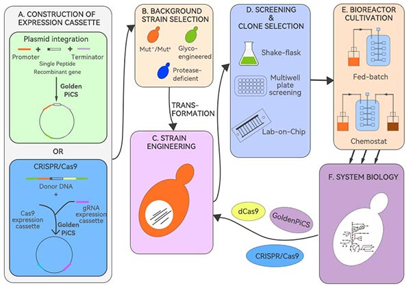 畢赤酵母生產(chǎn)重組蛋白流程圖 畢赤酵母生產(chǎn)重組蛋白流程圖